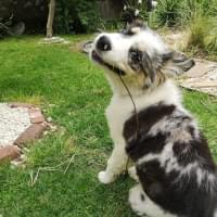 Aussie Shepherd puppy being cute.
