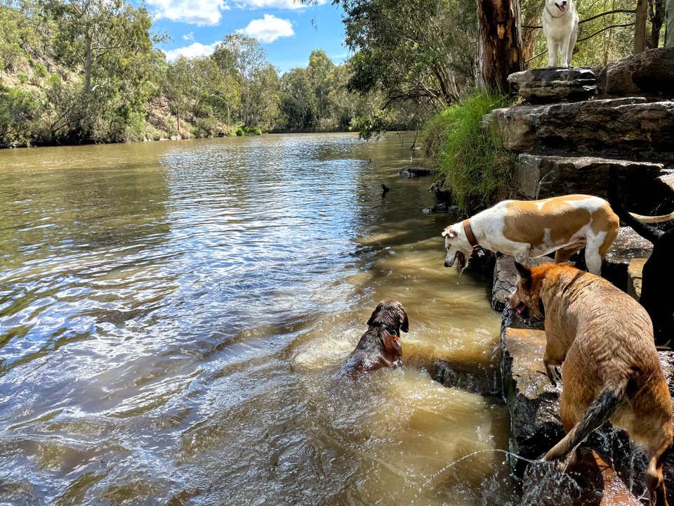 Group dog walk at local creek, dogs playing and swimming at Yarra Bends Park.