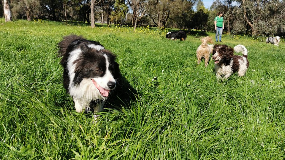 Melbourne dog walker with group of dogs socialising and playing at Yarra Bends Park.