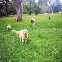 Dogs exploring grass at Banksia Park Melbourne.