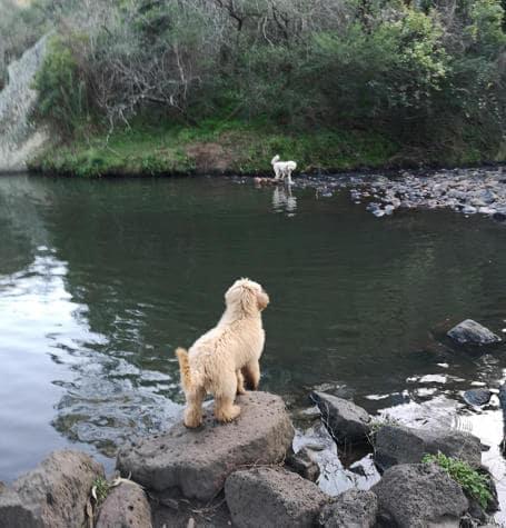Dogs at local creek for swim with dog walker