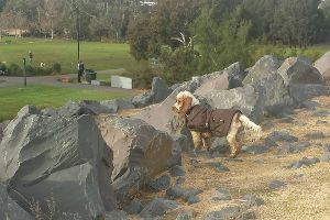 All nations park Dog looking out over All Nations park