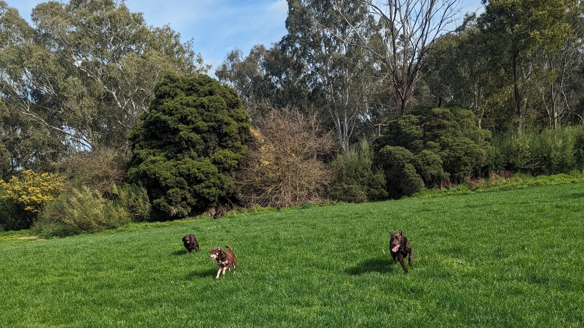 Bulleen Park Dog exploring Bulleen Park.