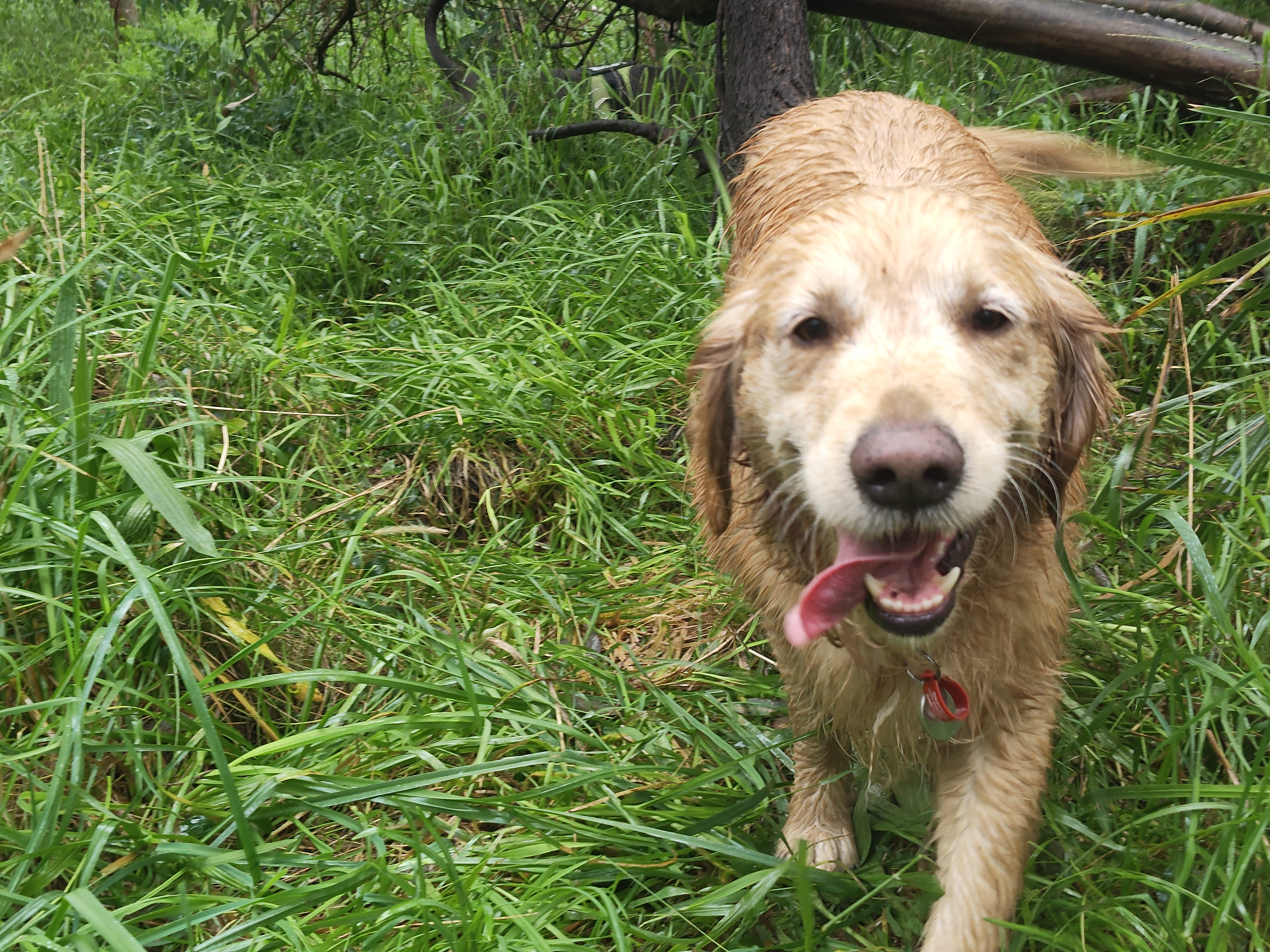 Melbourne local coverage Dog on local Melbourne walking route