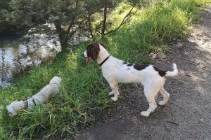Gardiners Creek dogs exploring Gardiners Creek.