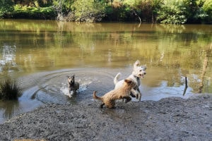 Lower Eltham Park dogs swimming at Lower Eltham Park