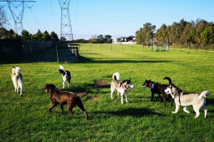 Mill Park dog park dogs playing at Mill Park dog park.