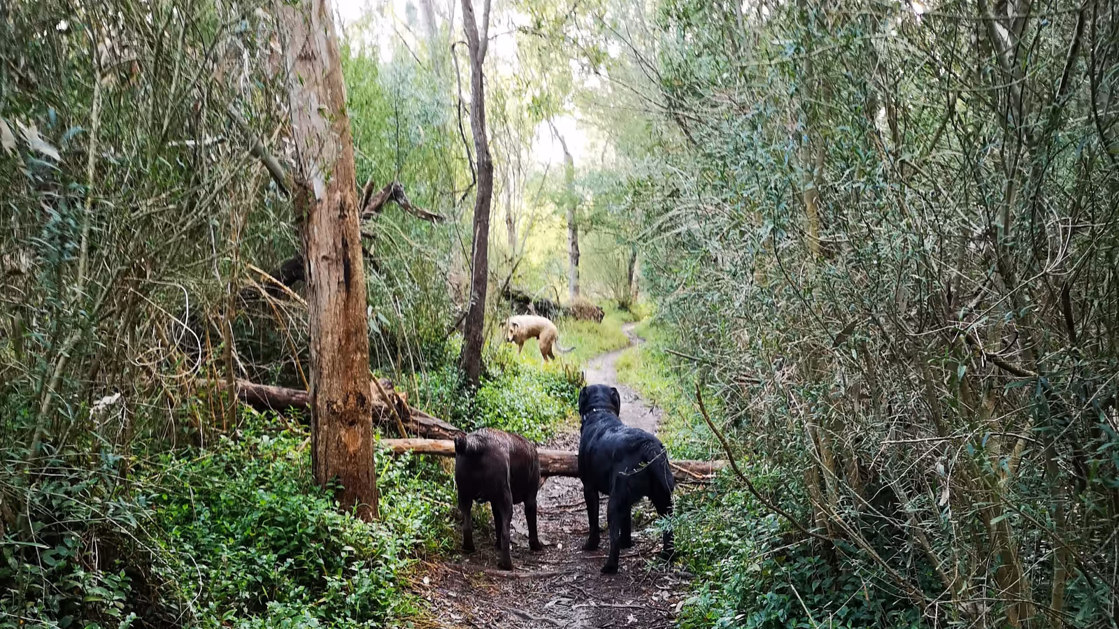 Melbourne dogs on a bush track adventure