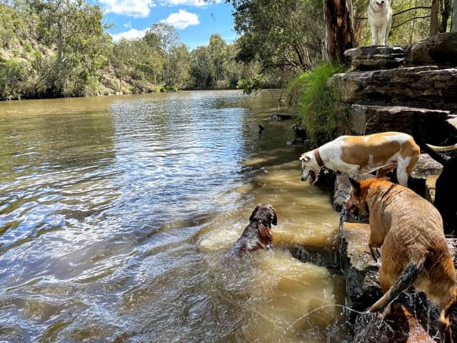 Three dogs enjoying an outdoor adventure together