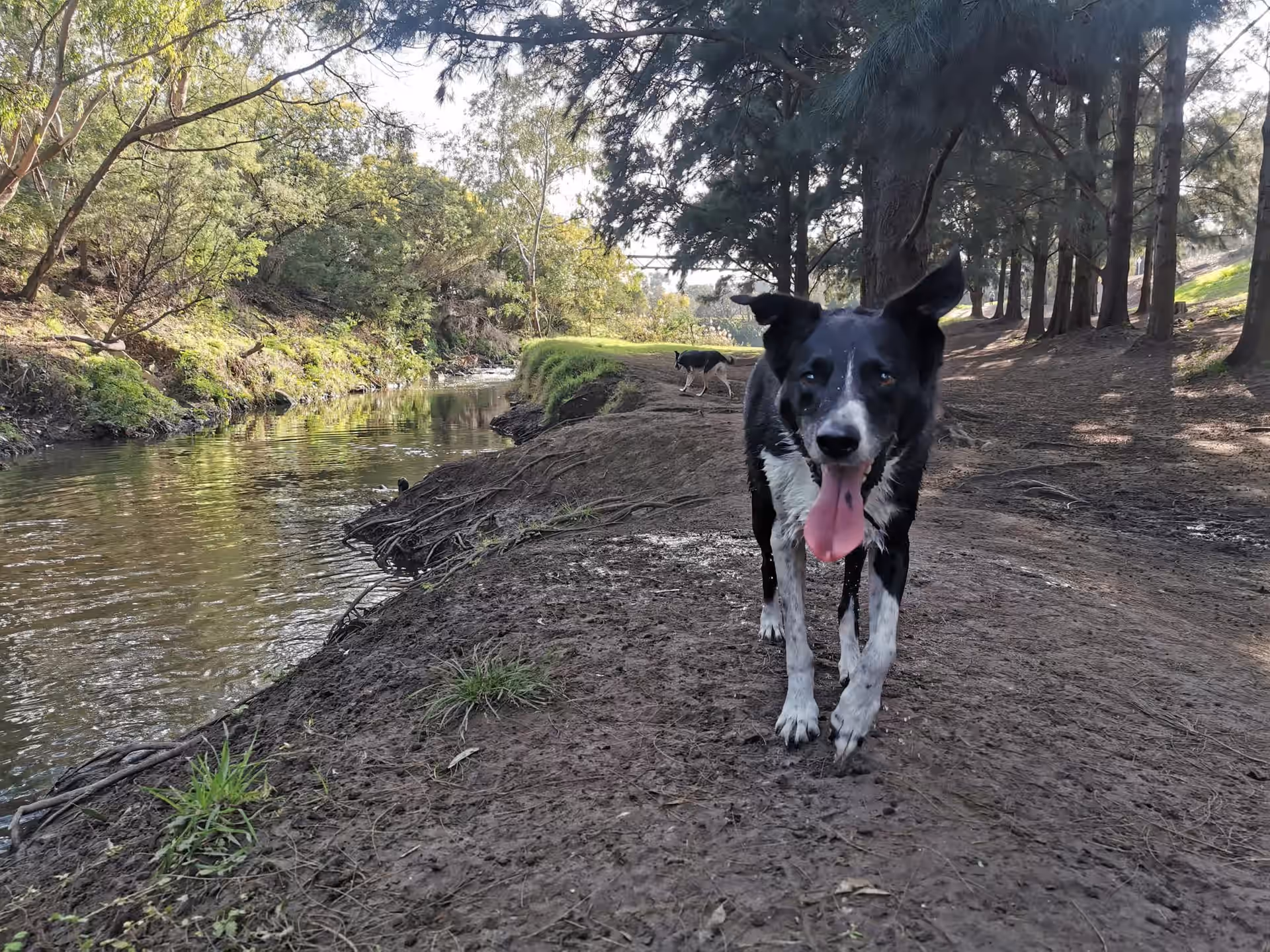 Dog walking hero