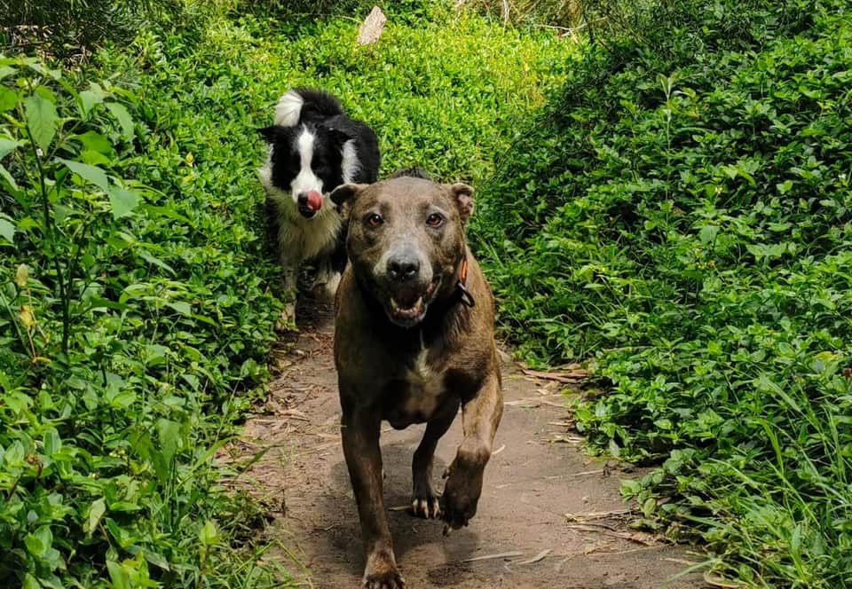 Two dogs enjoying a walking adventure outdoors