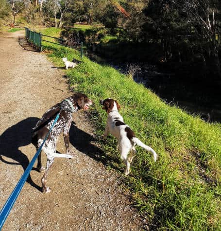 Dog exploring a creek on a private walk